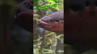 Shocking Fact Electric Eel Generates 600 Volts 🌊⚡ shockingfacts naturefacts [upl. by Eremahs]