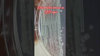 Growth Characteristics of Enterobacter cloacae Complex on CLED Agar [upl. by Medarda869]