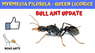 Ant Colony 5 Update  Myrmecia pilosula  Queen Licorice  Bull ant [upl. by Eellehs108]