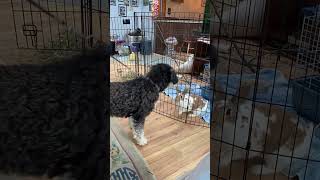 Addie the BerneDoodle playing with Jersey the Rabbit shorts BerneDoodle addie exotic dog [upl. by Kraft437]