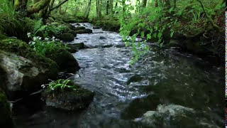 8 Hours Relaxing Nature Sounds Forest RiverSleep RelaxationBirdsongSound of WaterJohnnie Lawson [upl. by Seem]