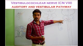 Vestibulocochlear nerve CN VIII Anatomy and auditory and vestibular pathway  Made easy [upl. by Pine]