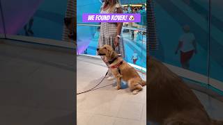 Did you know Icon of the Seas has a resident dog named Rover on board dog doglover dogs puppy [upl. by Alison995]