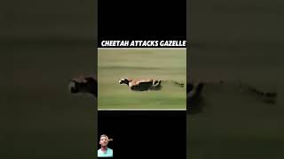 Cheetah fails to hunt viralvideo trending cheetah animals gazelle youtubeshorts shortsfeed [upl. by Tosch]