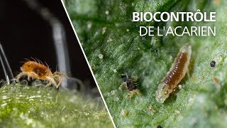 Biocontrôle de lacarien tétranyque avec la cécidomyie Feltiella acarisuga [upl. by Rubenstein573]