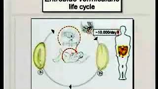 56 Nematodes II  Medical Parasitology [upl. by Jereme118]