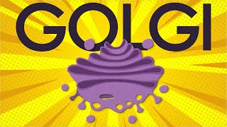 Golgi apparatus structure and function [upl. by Cr]