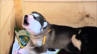 Alaskan Malamute puppy howling 15 day old [upl. by Unders]