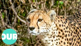 Luangwa Valley The Valley Of The Leopards  Our World [upl. by Auhsej842]