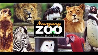 Newquay Zoo Cornwall 2017 [upl. by Ahsimac]