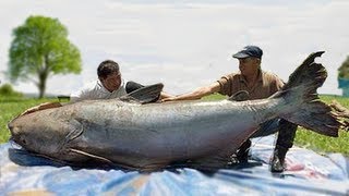 WORLDS BIGGEST CATFISH CATCHES [upl. by Hough]