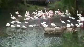 Kilimanjaro Safaris 2009 7 birds [upl. by Alyos]