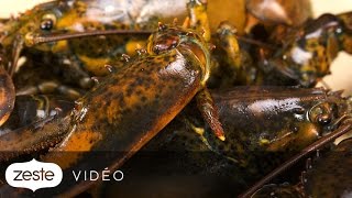 Comment différencier un homard mâle dune femelle  Zeste [upl. by Haneehs]