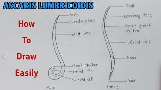 How to draw Ascaris lumbricoidis step by step  Ascaris diagram Male and Female  ascaris diagram [upl. by Namruht329]