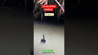 FIRST TIME గలానికి తాబేలు పాడింది🐢😱fishing fish villagevlog tortoise fishing tips ytshorts [upl. by Lavona]