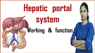 Hepatic portal system  Portal system  Hepatic system [upl. by Lydia]