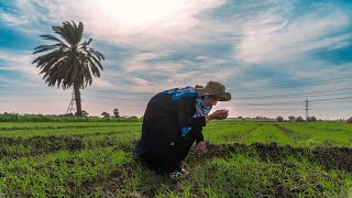 Innovative Agriculture for Smallholder Resilience iNASHR Project in Egypt [upl. by Ariaet936]