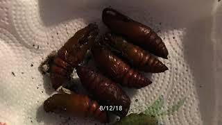 Life Cycle of a Hornworm [upl. by Anertal]