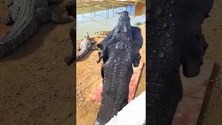 Friendship with Crocodile 🐊😱 This Video is Only for Entertainment Purposes shorts short [upl. by Marigolde351]