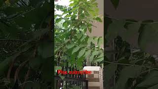 लगाये  Top Permanent Vine Plant shorts ytshorts gadeninggardening [upl. by Zetroc]