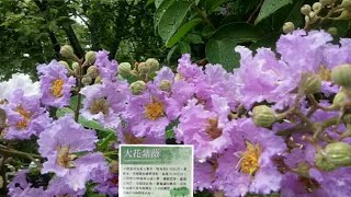 HERBAL TREE  LAGERSTROEMIA SPECIOSA  BANABA TREE [upl. by Enylecoj]