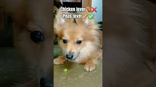 Peas lover 😋 pop dogshorts cutedoglover [upl. by Pantin]