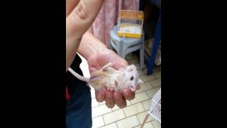 Gerbil Trick Play Dead Roll Over Fatty [upl. by Aicarg]