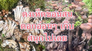 Ep83131024 เห็ดขอนสนHonungsskivlingen Armillaria melleaเก็บเห็ดคนไทยในต่างแดน [upl. by September]