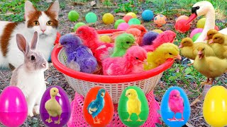 Catch Cute Chickens Colorful Chickens Rainbow Chicken Rabbits Cute CatsDucksAnimals Cute 67 [upl. by Dorkus]