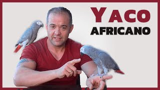 Yaco africano [upl. by Gwenneth]