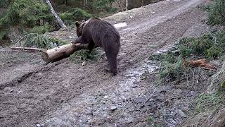 Mladý Medveď hnedý  Ursus Arctos   Volovské vrchy  Volovec Mountains [upl. by Lapides]