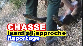 CHASSE  lisard à lapproche dans les Pyrénées [upl. by Nortal]