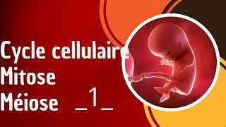 Cycle cellulaire Mitose méiose partie 1 [upl. by Acinad]