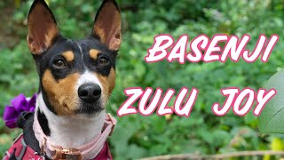 Basenji Zulu Joy Slideshow [upl. by Eidurt347]