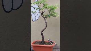 Tamarindus Indica Bonsai bonsaigarden bonsaiideas bonsai garden viralvideo viralshorts [upl. by Acirea]