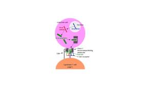 Cytotoxic T Cell Activation Tiny Teach [upl. by Nowed669]