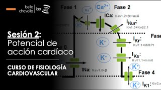 Potencial de acción del tejido miocárdico [upl. by Enel]