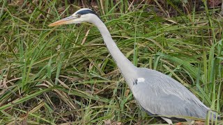 Czaple  Herons and Egrets [upl. by Litch]