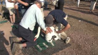 Abbotsbury swan round up 2013 HD [upl. by Macpherson390]