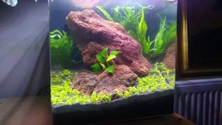 My new aqua one aqua nano 22 ltr planted aquarium [upl. by Atiniv853]