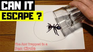 Ant Trapped in Pen Circle  Can it Escape [upl. by Leroj]