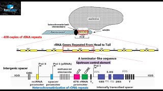 Biogenesis of Ribosomes in Eukaryotes [upl. by Niamjneb]