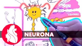 Sistema Nervioso  La neurona [upl. by Rizika]