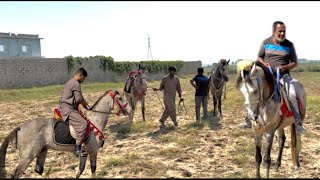 We hired new teacher today ❤️horse attock horseriders [upl. by Aninahs]