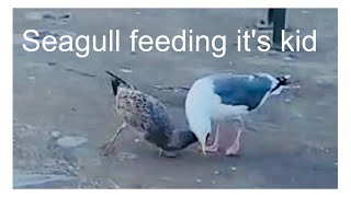 Seagull feeding its kid birds youtube youtubevideo birdsounds [upl. by Okia]