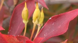 Enkianthus perulatus  Frühblühende Prachtglocke [upl. by Wivinah726]