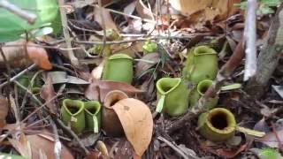 Nepenthes Ampullaria  Borneo  Bako National Park [upl. by Feld]