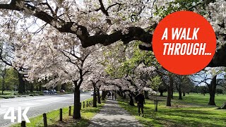 A walk throughNorth Hagley Park Christchurch New Zealand [upl. by Inva]