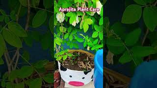 Aparajita Plant Care aparajita sankhpuspi flowers plants shorts [upl. by Kcirddet]