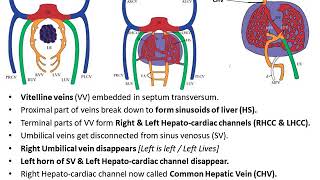 Embryological Development of Veins [upl. by Etnuaed]